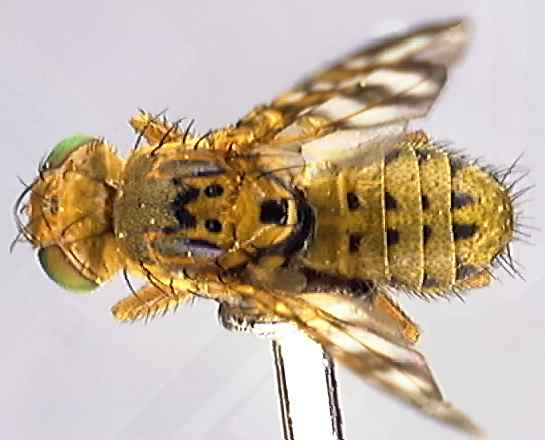Chaetostomella cylindrica